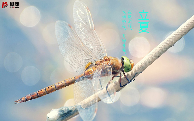立夏啦！立夏啦！