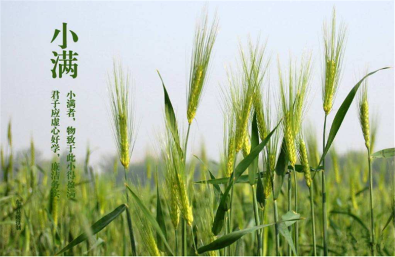 什么是二十四節(jié)氣“小滿”它的習(xí)俗又是什么？