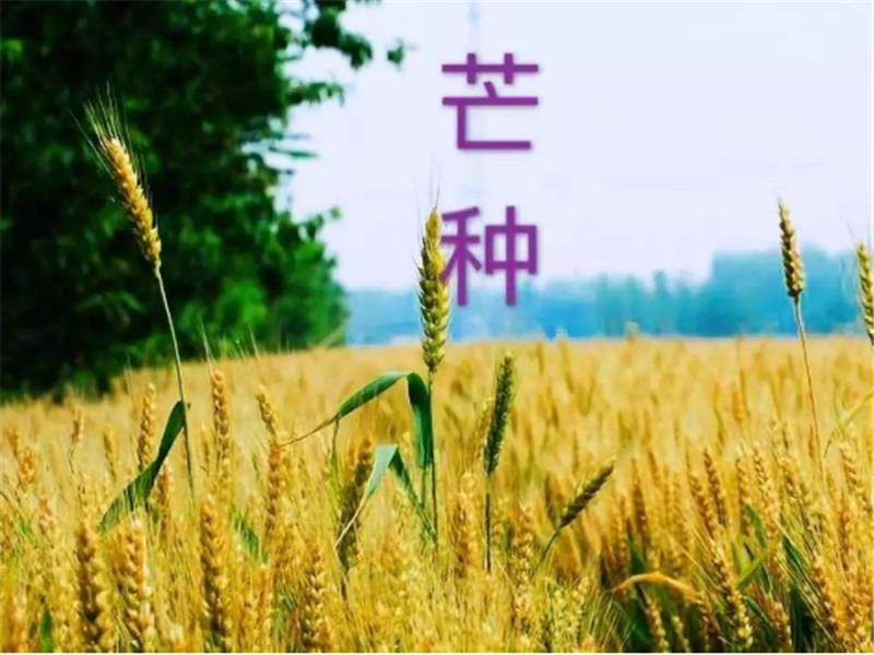 什么是二十四節(jié)氣——芒種？